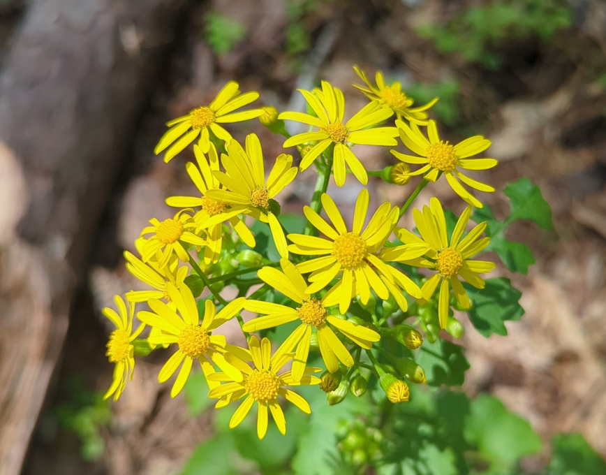 iNaturalist BioBlitz