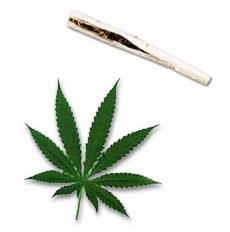 Marijuana leaf