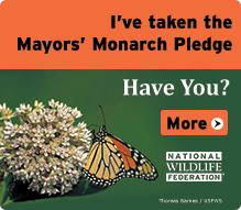 Mayors Monarch Pledge